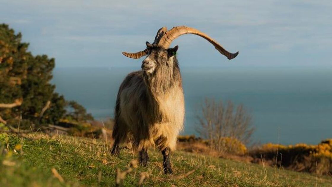 old-irish-goat